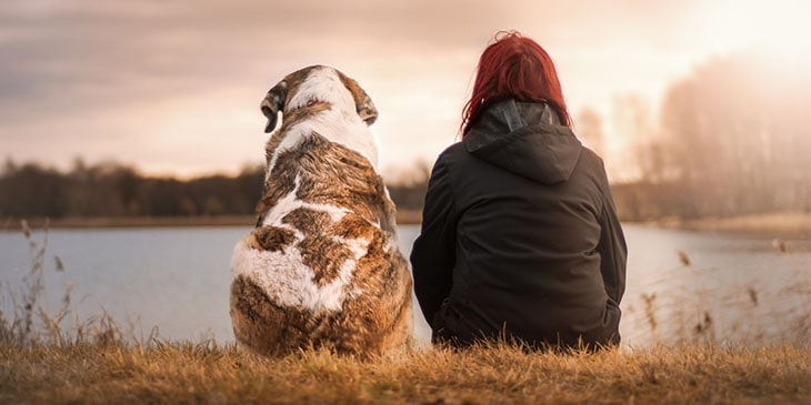 reencarnação de animais