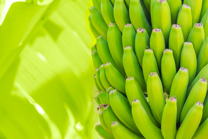 sonhar-com-banana-verde