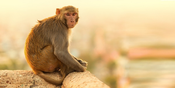 ➤ Sonhar Com Macaco Branco - O Verdadeiro Significado