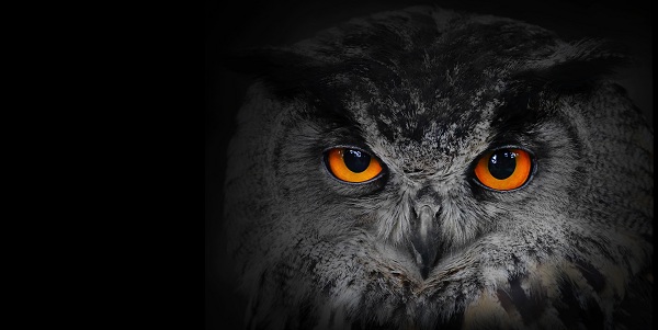 Qual o significado de sonhar com coruja?