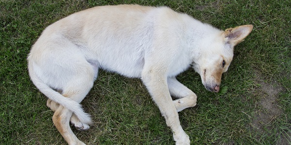 Saiba os significados para sonhar com cachorro morto