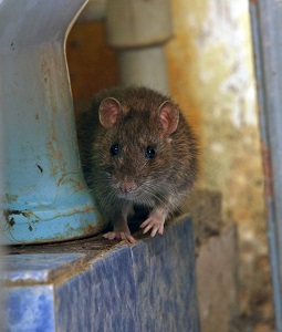 Baralho cigano - Significado da carta 23 - O Rato 