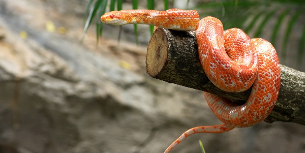 O que significa sonhar com cobras e serpentes?