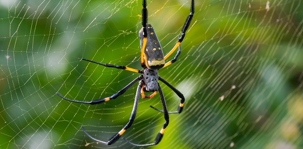 Sonhar com aranha • Net história