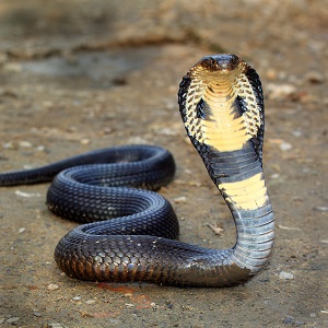 Baralho Cigano &#8211; Significado da carta 7 &#8211; A Cobra ou A Serpente