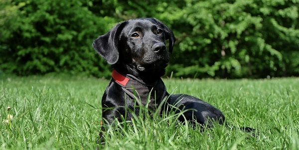 Entenda o significado de sonhar com cachorro preto