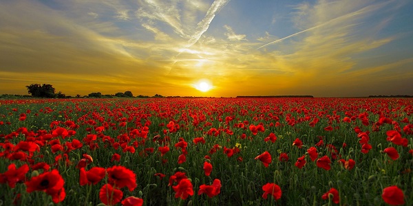 Frases de boa tarde – Lindas e especiais