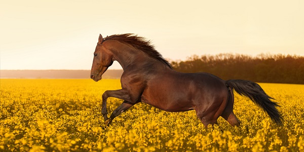 Sonhar com cavalo