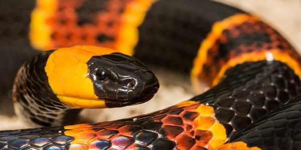 Sonhar com cobra colorida: o que isso significa? Veja aqui! - Significado  dos Sonhos e Signos