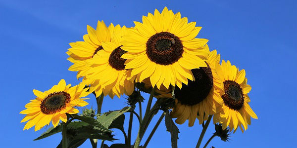 Mandingas de ano novo