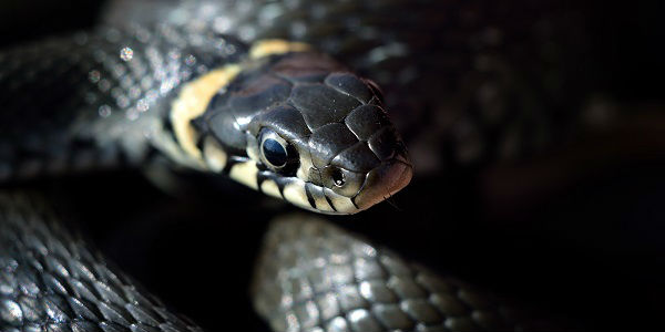 Interpretações de sonhar com cobra preta