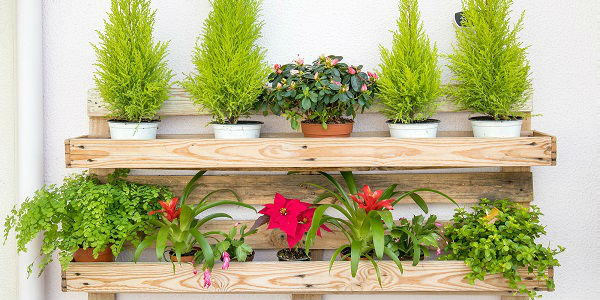 Sonhar com plantas – Todos os significados