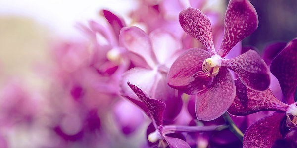 Significado da Orquídea