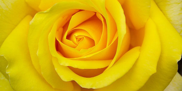 Significado da rosa amarela