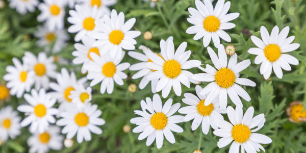 Descubra a importância dos significado das flores