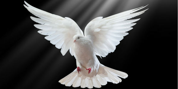 Significado da pomba da paz