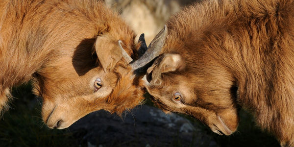 Signos que não combinam