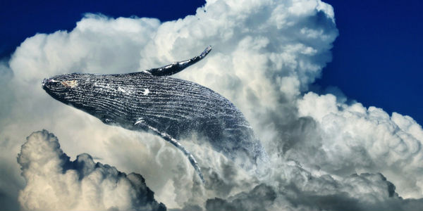 Sonhar com baleia – Revele o significado por trás dessa enorme figura