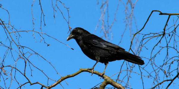 Sonhar com corvo – É sinal de luto? Descubra