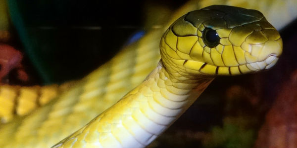 O que significa sonhar com cobra voando? Verde, amarela, coral e mais!