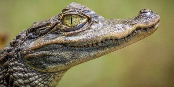 Sonhar com crocodilo – Descubra quais são os significados