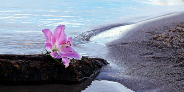 Flores para Iemanjá