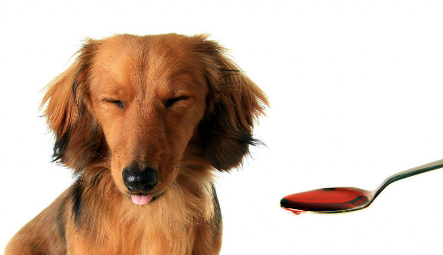 Simpatia para curar cachorro doente – 5 rituais que irão ajudar o seu companheiro