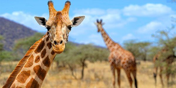 Sonhar com girafa – Aprenda a interpretar esse sonho