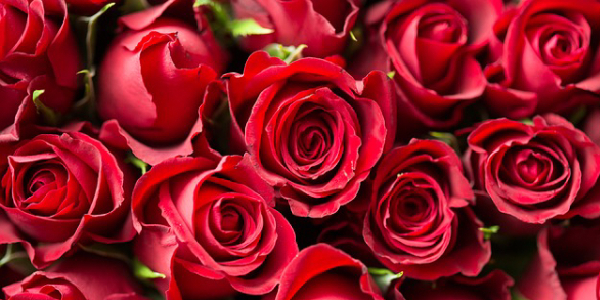 sonhar com rosas vermelhas