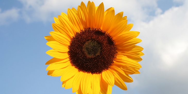 O que significa sonhar com girassol ☼ ? 6 interpretações desse sonho