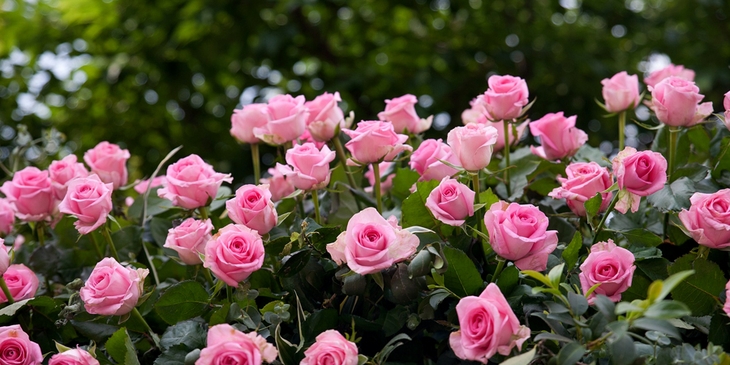 Sonhar com rosas | 9 significados que vão te impressionar!