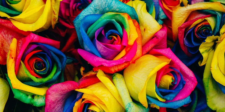 Sonhar com rosas – Conheça o significado desse sonho e suas variações