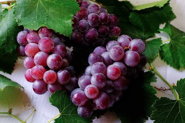A simpatia da uva em 2020 é o caminho mais curto para você atrair sorte e dinheiro para o seu ano novo