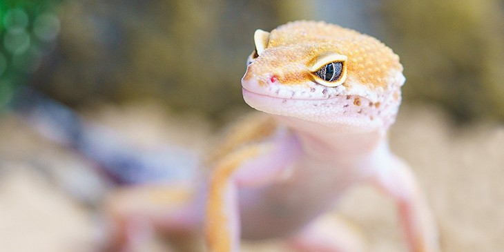 Sonhar com Cobra Azul: dá o quê no Jogo do Bicho? Palpites de Números da  Sorte, Animal, Grupos, Dezena, Centena e Milhar para Apostar e Significado  do Sonho!