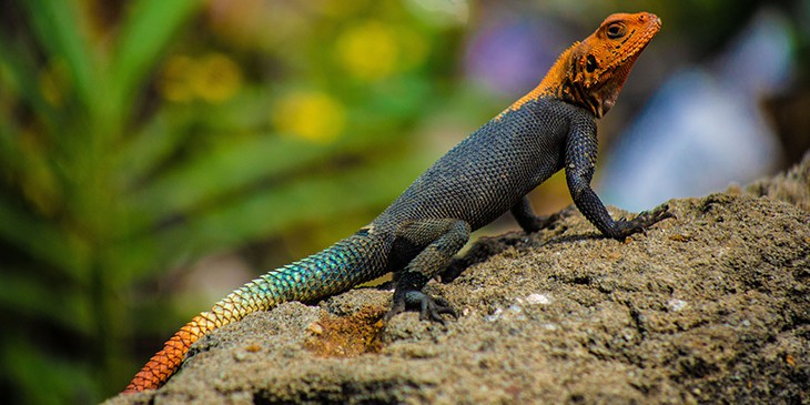 Sonhar com cobra correndo atrás de mim: coral, verde, sucuri e outras!