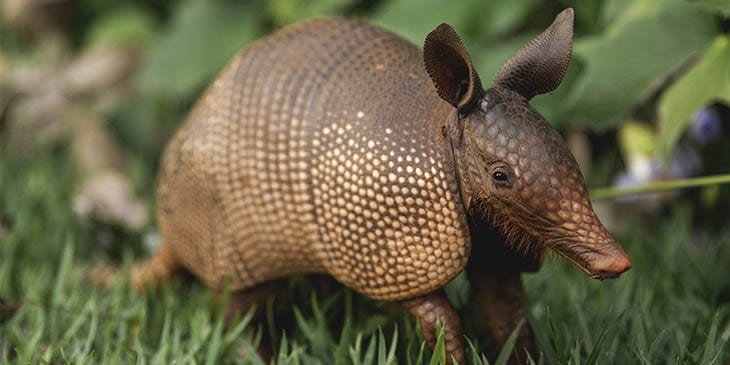 Sonhar com sapo jogo do bicho é sinal de sorte? Descubra!