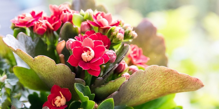 objetos-que-atraem-dinheiro-prosperidade-kalanchoe