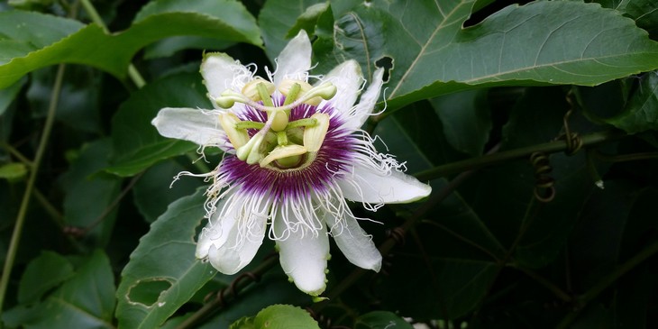 sonhar-com-maracuja-flor