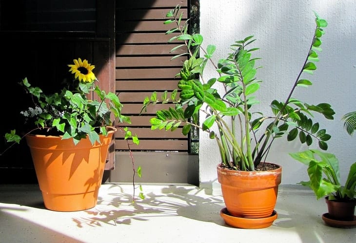 objetos-feng-shui-prosperidade-plantas