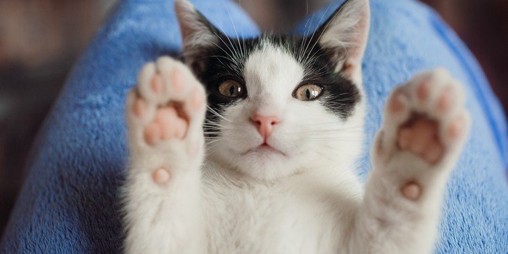 Além do gato preto: outras cores dos felinos têm significados espirituais -  31/08/2022 - UOL Universa