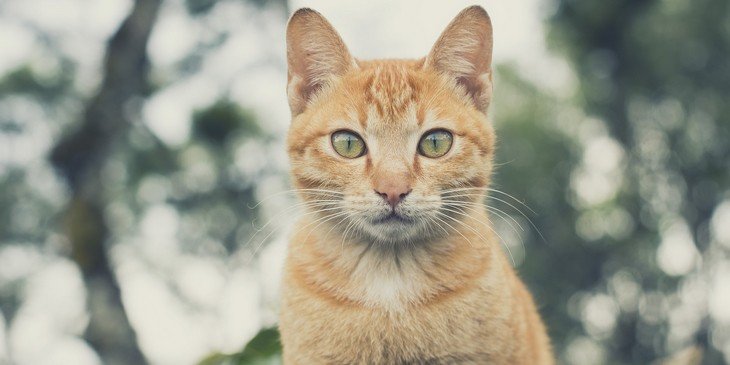 Além do gato preto: outras cores dos felinos têm significados espirituais -  31/08/2022 - UOL Universa