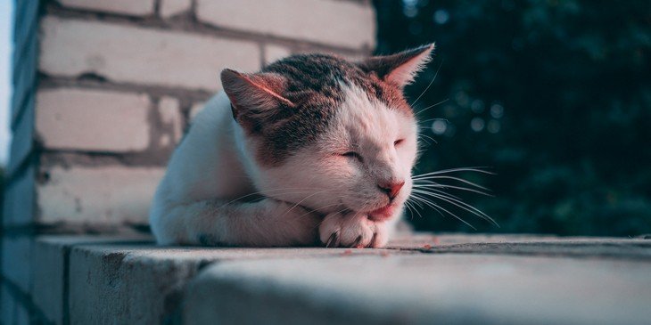 Além do gato preto: outras cores dos felinos têm significados espirituais -  31/08/2022 - UOL Universa