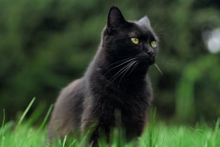 Além do gato preto: outras cores dos felinos têm significados espirituais -  31/08/2022 - UOL Universa