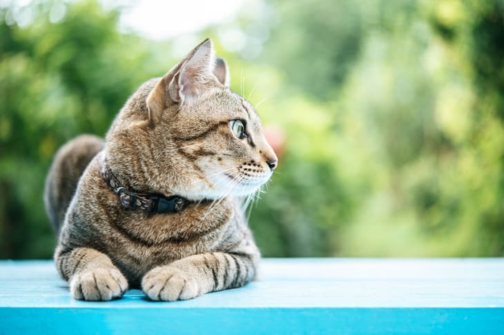 Além do gato preto: outras cores dos felinos têm significados espirituais -  31/08/2022 - UOL Universa