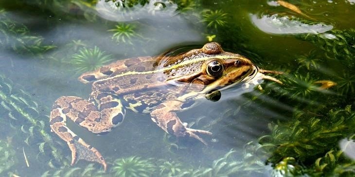 Qual é o significado espiritual do sapo?