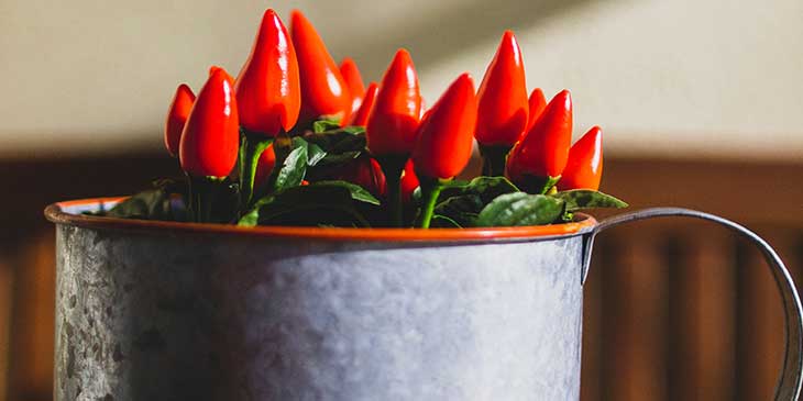 plantas amuletos contra inveja