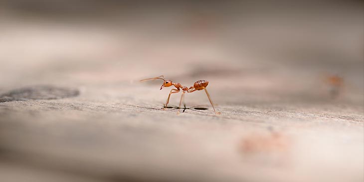 significado espiritual das formigas