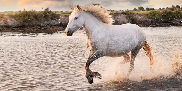 Sonhar com cavalo. Significado 