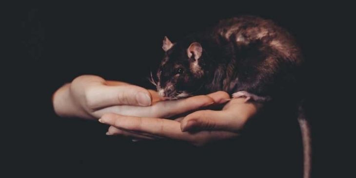 Significado espiritual do rato: é positivo ou negativo?