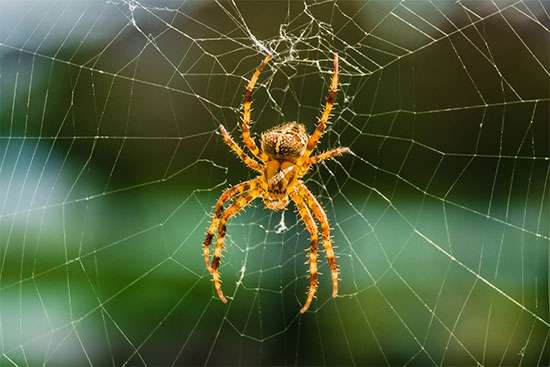 spider (【Substantivo】aranha ) Significado, Uso e Leitura